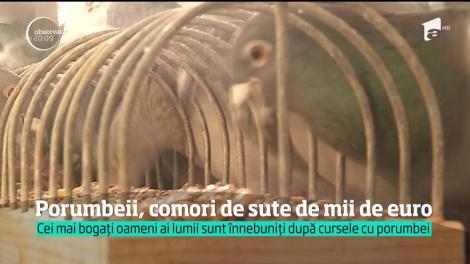 Cel mai scump porumbel de curse din România costă cât un apartament cu două camere