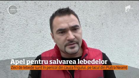 Zeci de lebede sunt în pericol din cauza frigului, pe lacul din Piatra Neamț