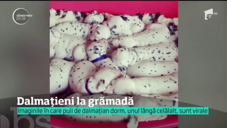 Pui de dalmaţieni la gramădă