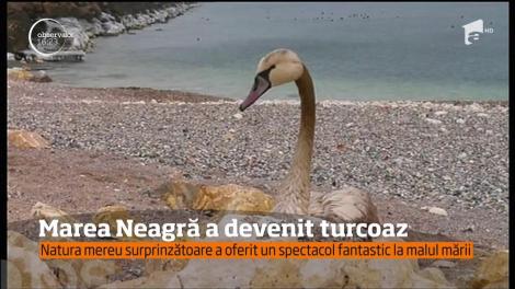 Ce se întâmplă ACUM cu Marea Neagră. Oamenii sunt șocați: „N-AM VĂZUT NICIODATĂ AȘA CEVA”!