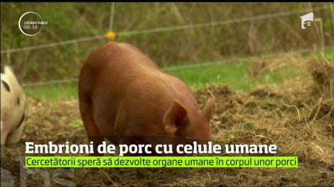 Un institut de cercetare din California a creat un embrion hibrid care conţine atât celule umane, cât şi unele de porc