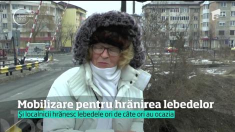 Mii de lebede şi raţe sălbatice şi-au găsit locul pe râul Bistriţa, în Piatra Neamţ