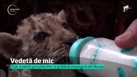 Tzar are mama tigroaică şi tatăl leu, aşa că a devenit vedetă de când s-a născut