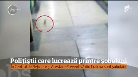 Invazie de șobolani în arestul poliției Dolj