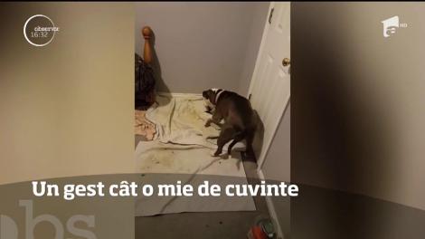O căţeluşă, un gest cât o mie de cuvinte
