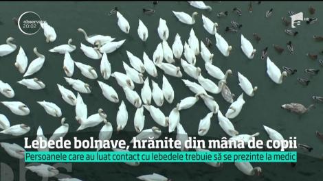 Este alertă de gripă aviară în România, după ce mai mulţi oameni au intrat în contact cu lebede bolnave!