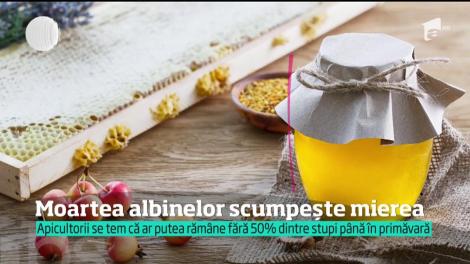 Moartea albinelor scumpește mierea