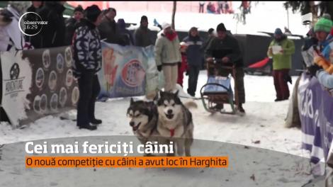 Cei mai fericiți câini. O nouă competiție a avut loc în Harghita