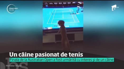 GAME, SET, MECI! Un câine pasionat de tenis. Cu cine ţine patrupedul?!