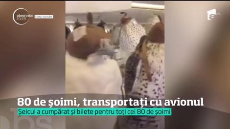 Culmea aroganței. Un prinţ saudit a transportat 80 de şoimi cu avionul