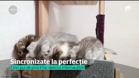 VIRAL. Cinci pisicuţe, vedetele zilei! Micuţele feline fac furori printre internauţi. Motivul?!