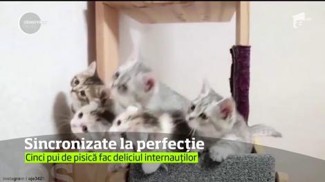 VIDEO prea tare! Cinci pisici sunt vedetele zilei în mediul virtual. Stăpânul lor le-a filmat în sincron perfect
