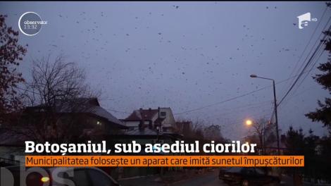 Botoşaniul, sub asediul ciorilor