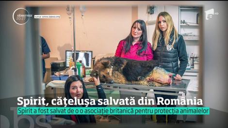 A fost torturată, dar a supraviețuit! O căţeluşă din România, imaginea unei campanii internaţionale împotriva violenţei asupra animalelor