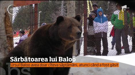 Ursul Baloo avea doar câteva săptămâni, atunci când a fost găsit