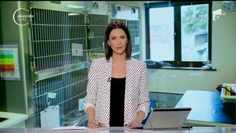 Maltratată şi înjunghiată în România, o căţeluşă i-a impresionat pe ziariştii străini cu povestea ei