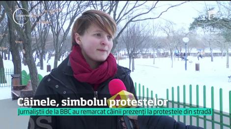Jurnaliștii de la BBC au remarcat câinii prezenți la protestele din stradă