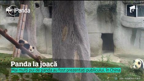 Prima lecţie de supravieţuire a puilor panda de la o grădină zoo din sud-estul Chinei