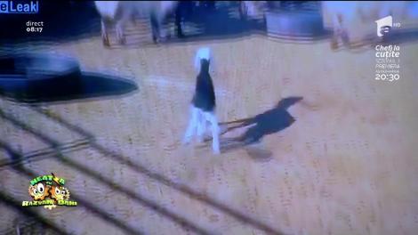 Smiley News: Iedul care sperie toată turma!