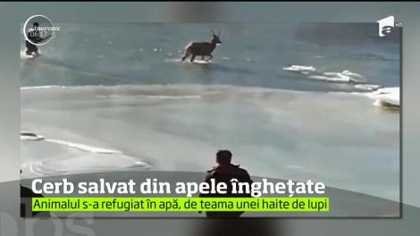 Pompierii au salvat un cerb care rămăsese blocat pe apa îngheţată a râului Bistriţa