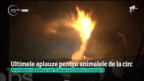 Animalele de la Circul Globus se pregătesc pentru ultimele spectacole