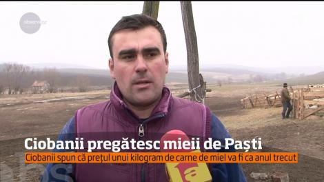 Ciobanii pregătesc mieii de Paşi