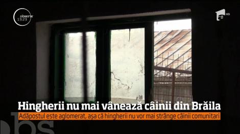 Hingherii nu mai vânează câinii din Brăila