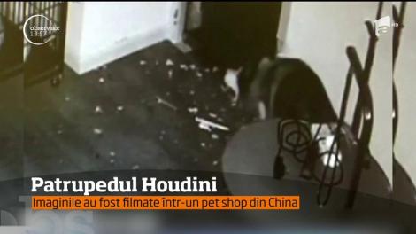 Patrupedul Houdini. Un câine reuşeşte să se elibereze din cuşca în care era ţinut prizonier