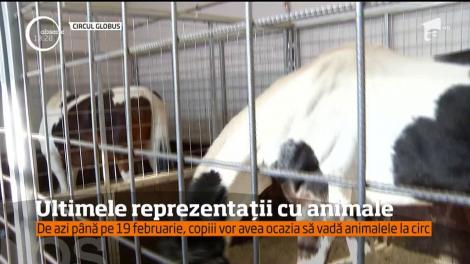 Ultimele reprezentații cu animale la Circul Globus