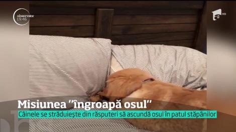 Misiunea ”îngroapă osul”, în patul stăpânilor