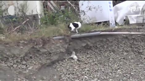 O pisică a salvat un pui de câine care căzuse într-o groapă adâncă