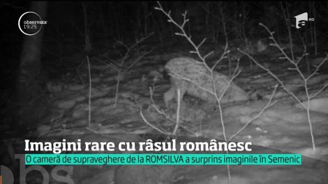 Imagini rare cu râsul românesc, filmate în  Parcul Naţional Semenic