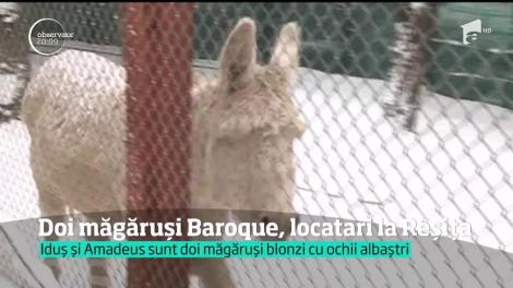 Amadeus şi Idiş, doi măgăruşi complet albi şi au ochii albaştri, te vor topi de drag!