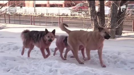 Fetiţa-cerşetoare din Iaşi are a fost atacată de câini va fi externată