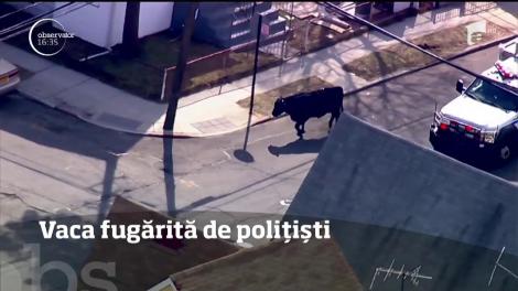O vacă din Statele Unite a devenit celebră, după ce a încercat "să-și salveze viața"! A evadat de la o... măcelărie