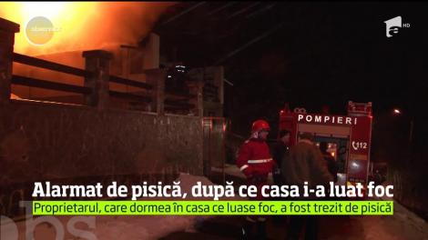 O pisică şi-a salvat stăpânul dintr-un incendiu, în Buşteni