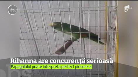 Un papagal este îndrăgostit de muzica Rihannei. Cântă perfect piesa "The Monster" și dansează