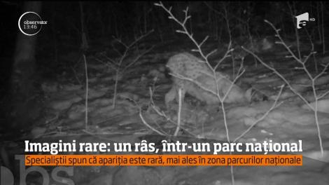 Imagini rare: un râs, într-un parc național
