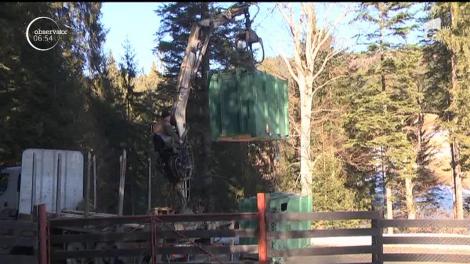 Doi zimbri, crescuţi într-un parc natural, au fost eliberaţi într-o pădure din Neamţ