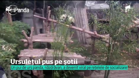 Un ursuleț panda pus pe șoții
