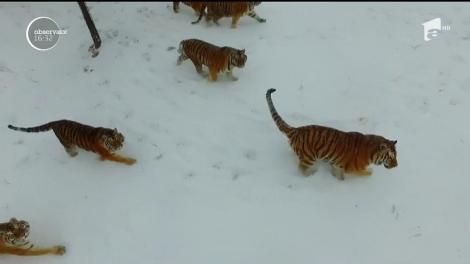 VIRAL! Doi ochi lucește, ce să fie oare? Tigrișorii au fost păcăliți de o dronă „furioasă”