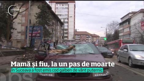 O mamă şi fiul ei, la un pas de moarte, după ce un copac s-a prăbuşit peste maşina lor