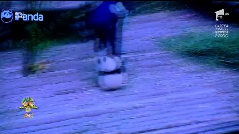 Smiley News: Cel mai jucăuş pui de urs panda