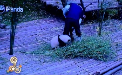 VIDEO: Lasă treaba, că o faci mai târziu, acum joacă-te cu mine! Cel mai drăgălaș pui de urs panda a cucerit internetul