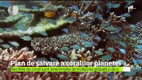 Recifele de corali ar putea să dispară din oceane în următorii 30 de ani. Cauza e încălzirea globală, spun specialiştii