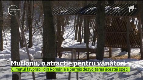 Mufloni europeni, o specie provenită din Italia, o atracție pentru vânătorii din Dobrogea