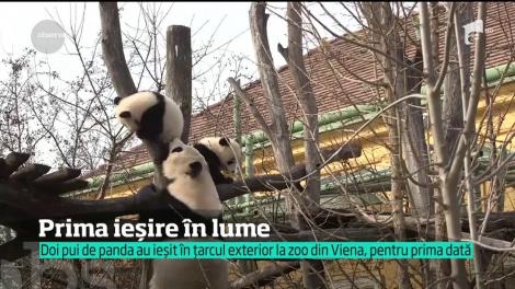 Doi pui drăgălaşi de panda au fost prezentaţi la grădina zoologică din Viena