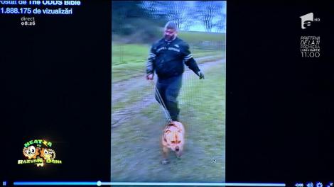 Smiley News: Câinele care a ieșit să-și plimbe stăpânul!