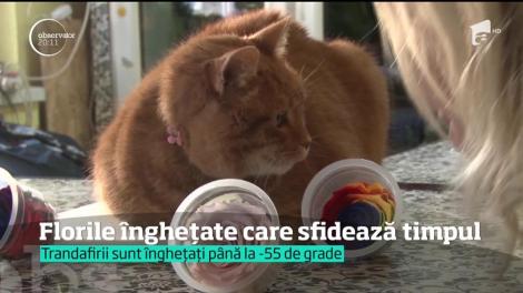 Există flori care sfidează timpul: trandafirii criogenaţi