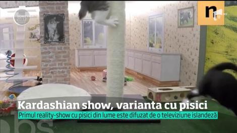 Un reality show adorabil, dedicat iubitorilor de pisici şi nu numai, este difuzat de un post tv islandez